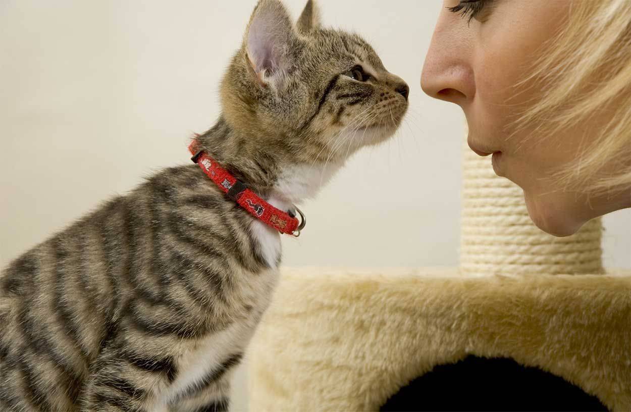 Как избавиться от кошачьего аромата в доме: советы и рекомендации