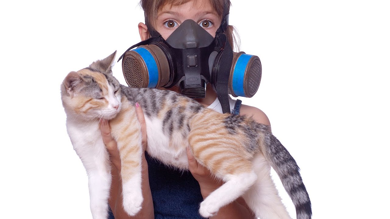 Как избавиться от кошачьего аромата в доме: советы и рекомендации