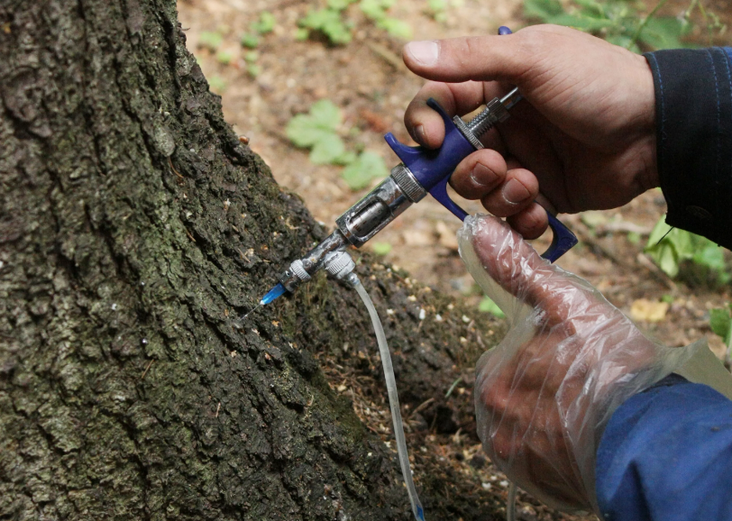 Как спасти хвойные деревья от короеда с помощью стволовых инъекций Mauget?