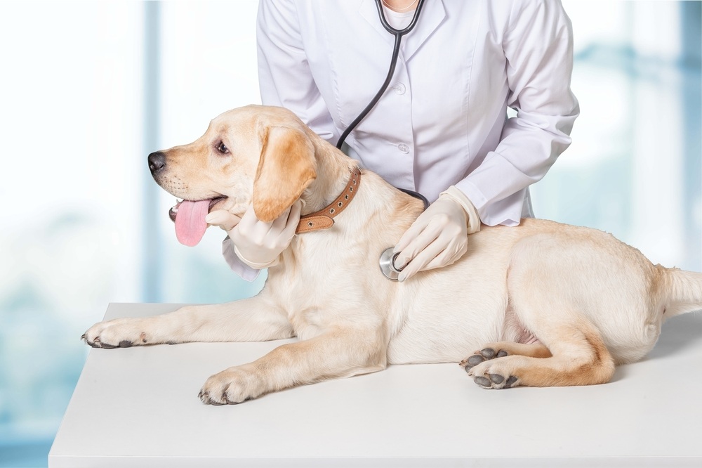 Как правильно лечить свою собаку и обеспечить ей здоровую жизнь?